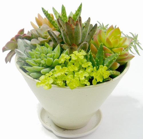 Amazon.co.jp: 多肉植物寄せ植え5寸プラ鉢 : DIY・工具・ガーデン